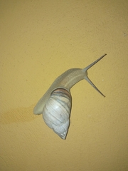 Orthalicus maracaibensis