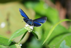 Riodinidae