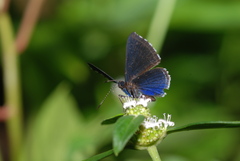 Riodinidae
