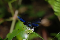 Riodinidae