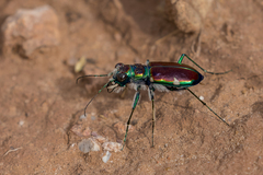Cicindela pulchra