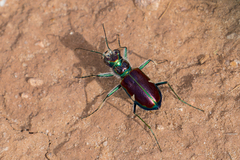 Cicindela pulchra