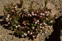 Gaultheria caespitosa