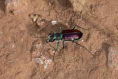 Cicindela pulchra