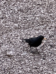 Turdus merula