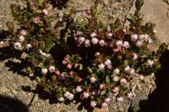 Gaultheria caespitosa