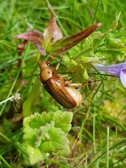 Melolonthinae