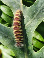 Astraptes fulgerator