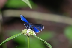 Riodinidae