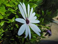 Dimorphotheca ecklonis
