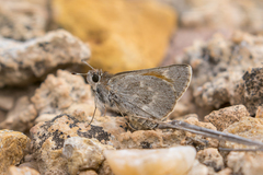 Notamblyscirtes simius