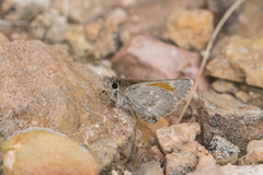 Notamblyscirtes simius