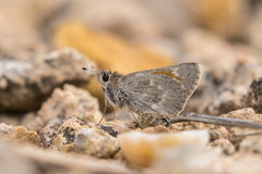 Notamblyscirtes simius