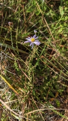 Symphyotrichum walteri