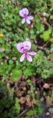 Pelargonium englerianum