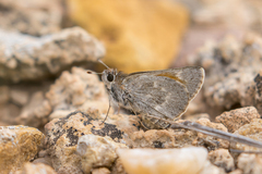 Notamblyscirtes simius