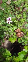 Pelargonium englerianum