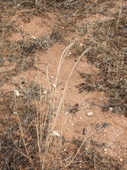 Sporobolus flexuosus