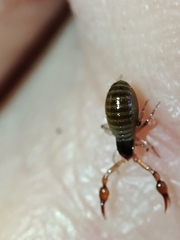 Neobisium
