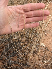 Sporobolus flexuosus