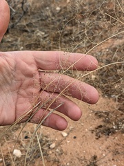 Sporobolus flexuosus