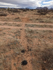 Oryx gazella