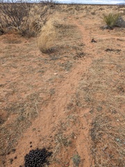 Oryx gazella