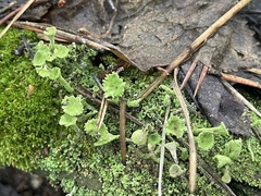 Cladonia fimbriata