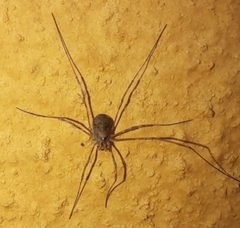 Phalangiinae