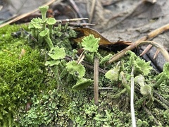 Cladonia fimbriata