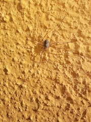 Phalangiinae