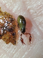 Neobisium