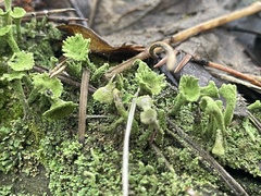 Cladonia fimbriata