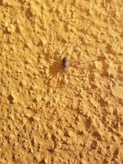 Phalangiinae