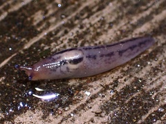 Ambigolimax valentianus