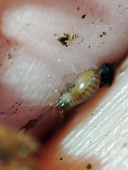 Neobisium
