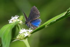 Riodinidae