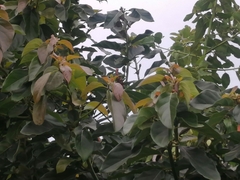 Ficus sur
