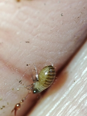 Neobisium