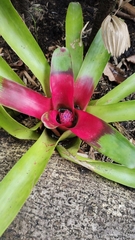 Neoregelia compacta