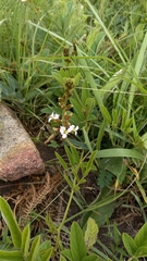 Ophrestia oblongifolia