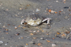 Persephona aquilonaris