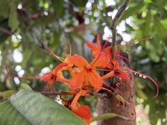 Saraca asoca