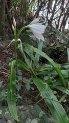 Crinum moorei