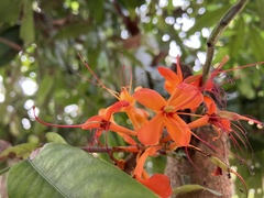 Saraca asoca