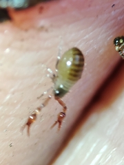 Neobisium