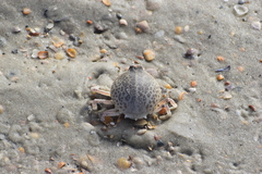 Persephona aquilonaris