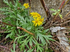 Senecio squalidus