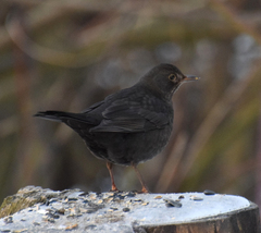 Turdus merula