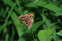 Riodinidae